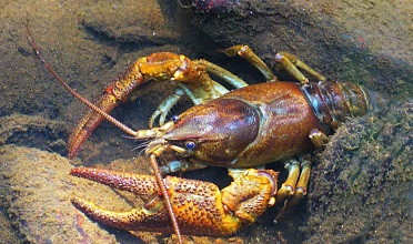 Hike along the Crayfish Trail